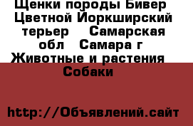 Щенки породы Бивер (Цветной Йоркширский терьер) - Самарская обл., Самара г. Животные и растения » Собаки   